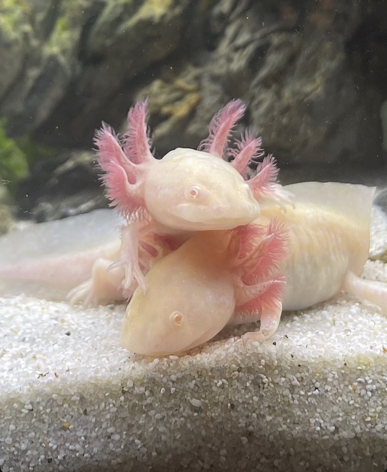 Mes deux axolotls