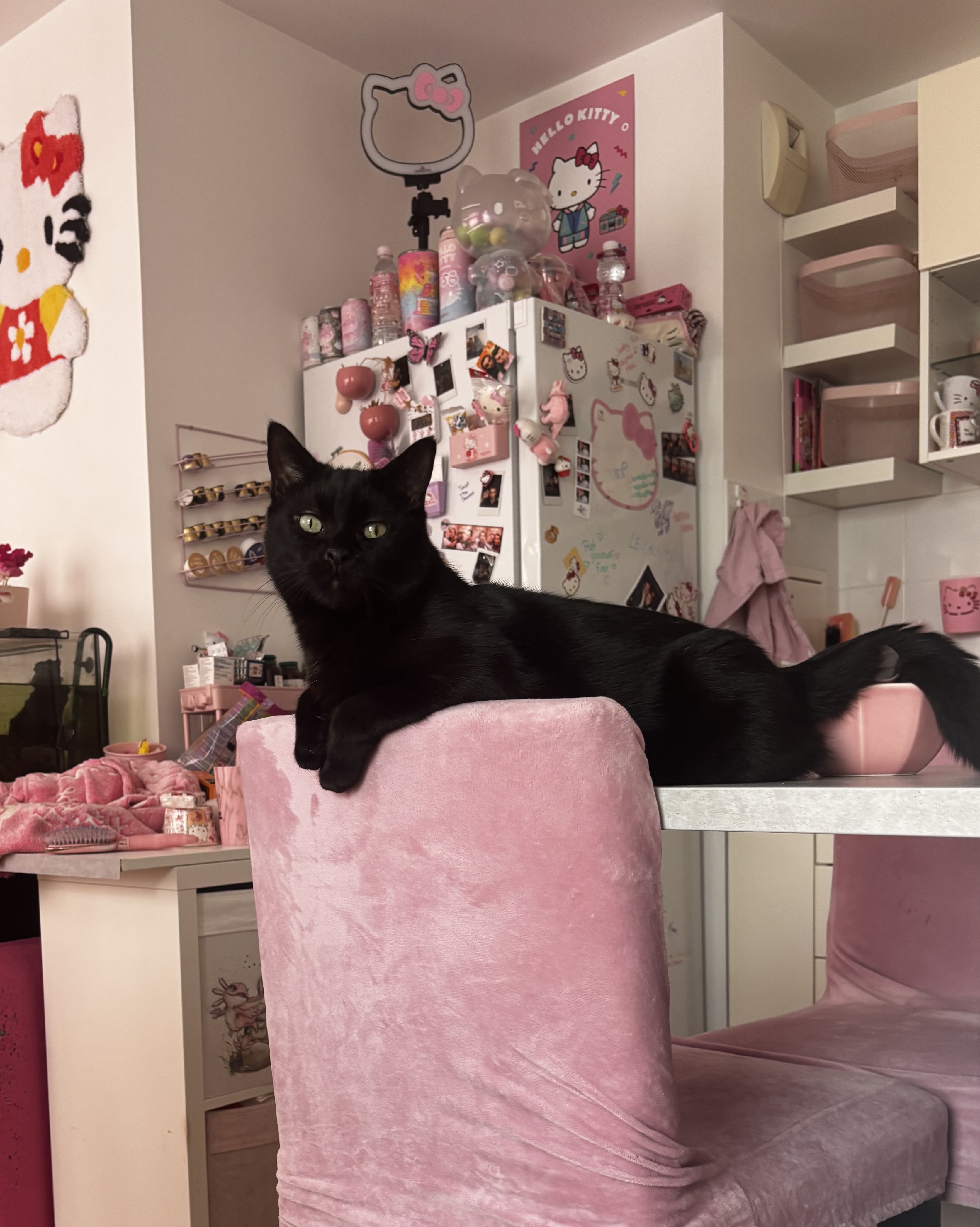Oli, mon chat